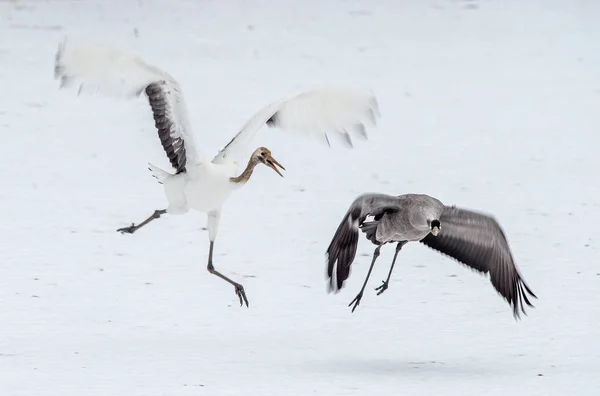 Common Crane Runs Away Japanese Crane Snow White Background Winter — Stock Photo, Image