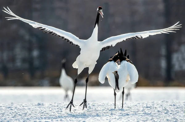 Ritual Marriage Dance Red Crowned Cranes Scientific Name Grus Japonensis — Stock Photo, Image