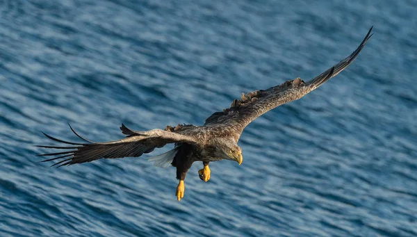 Seeadler Flug Über Dem Wasser Erwachsener Seeadler Wissenschaftlicher Name Haliaeetus — Stockfoto