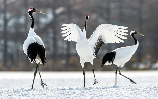 Den Rituella Äktenskap Dansen Rödkronad Tranorna Vetenskapligt Namn Grus Japonensis — Stockfoto