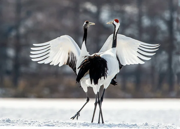 Kırmızı taç vinçler ritüel evlilik dansı. Bilimsel adı: Grus japonensis Japon vinç veya Mançurya vinç, olarak da bilinir, bu büyük bir Doğu Asya vinç.