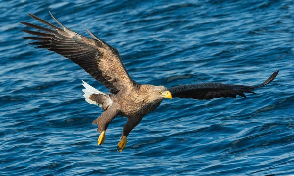 Seeadler Flug Über Dem Wasser Erwachsener Seeadler Wissenschaftlicher Name Haliaeetus — Stockfoto