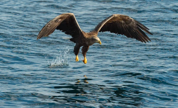 白の尾水の上飛行中のワシ アダルト オジロワシ Haliaeetus アマオブネ として知られているの Ern アーン湖 灰色のワシ ユーラシアの海ワシ — ストック写真