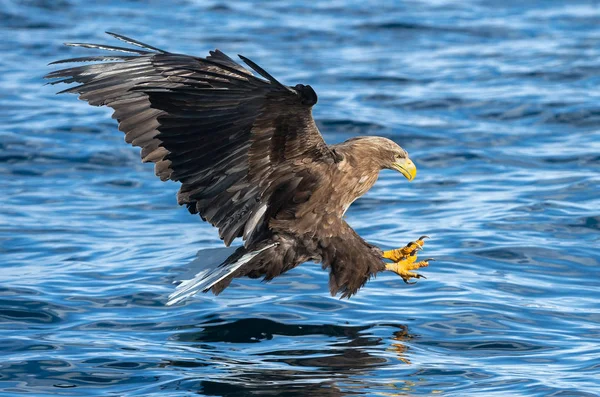 Ak kuyruklu kartal uçuş su üstünde. Yetişkin ak kuyruklu kartal, bilimsel adı: Haliaeetus albicilla, olarak da bilinen ern, erne, gri kartal, Avrasya deniz kartal ve ak kuyruklu deniz-kartal. 