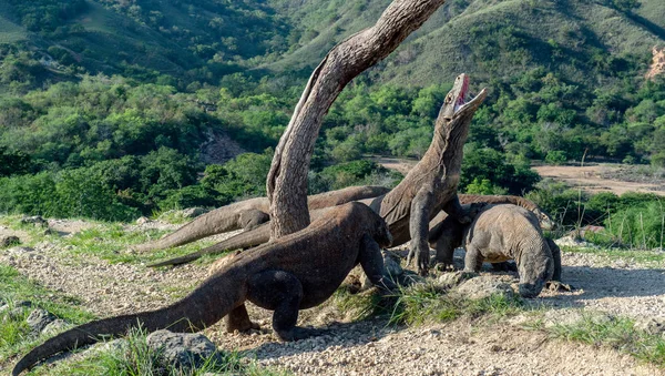 Δράκοι Komodo Έθεσε Κεφάλι Και Άνοιξε Ένα Στόμα Μεγαλύτερη Ζωντανή — Φωτογραφία Αρχείου