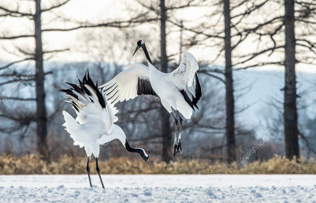 The ritual marriage dance of the red-crowned cranes. Scientific name: Grus japonensis, also called the Japanese crane or Manchurian crane, is a large East Asian Crane.