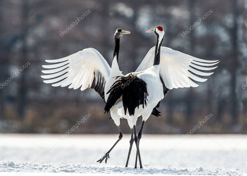 The ritual marriage dance of the red-crowned cranes. Scientific name: Grus japonensis, also called the Japanese crane or Manchurian crane, is a large East Asian Crane.