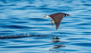 Sudan atlama Mobula ray. Mobula munkiana, manta de keşiş, Munk'ın şeytan ray, cüce devil ray, smoothtail mobula da bilinir. Mavi okyanus arka plan.
