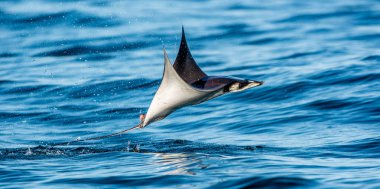 Sudan atlama Mobula ray. Mobula munkiana, manta de keşiş, Munk'ın şeytan ray, cüce devil ray, smoothtail mobula da bilinir. Mavi okyanus arka plan.