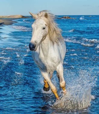 White Camargue horse galloping on blue water of the sea. clipart