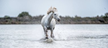 White Camargue Horse galloping on the water. Parc Regional de Camargue - Provence, France  clipart
