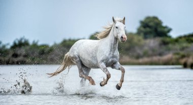 White Camargue Horse galloping on the water. Parc Regional de Camargue - Provence, France  clipart