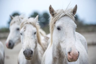 Beyaz Camargue atların yakın çekim