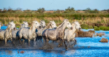 Beyaz Camargue su üzerinde dörtnala at.