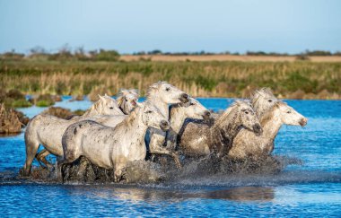Beyaz Camargue su üzerinde dörtnala at.