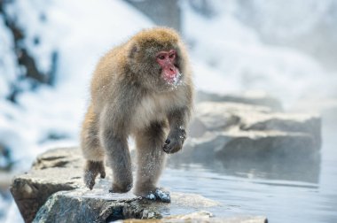 Japon makak olarak atlama. Makak doğal bir kaplıca atlar. Kış sezonu. Japon makak, bilimsel adı: Macaca fuscata, olarak da bilinen kar maymun.