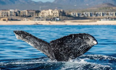 Kuyruk yüzgeci büyük kambur balina (Megaptera novaeangliae).