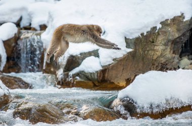 Japon makak olarak atlama. Makak doğal bir kaplıca atlar. Kış sezonu. Japon makak, bilimsel adı: Macaca fuscata, olarak da bilinen kar maymun.