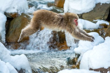 Japon makak olarak atlama. Makak doğal bir kaplıca atlar. Kış sezonu. Japon makak, bilimsel adı: Macaca fuscata, olarak da bilinen kar maymun.