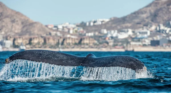 Barbatana Poderosa Baleia Jubarte Megaptera Novaeangliae — Fotografia de Stock