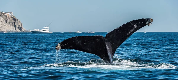 Πτερυγίου Της Ουράς Της Φάλαινας Humpback Ισχυρών Megaptera Novaeangliae — Φωτογραφία Αρχείου