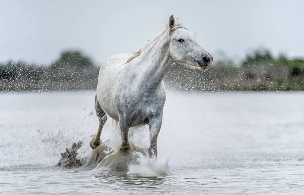 Cheval Camargue Blanc Galopant Sur Eau Parc Régional Camargue Provence — Photo