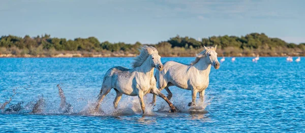 Białych Koni Camargue Galopujący Wodzie — Zdjęcie stockowe