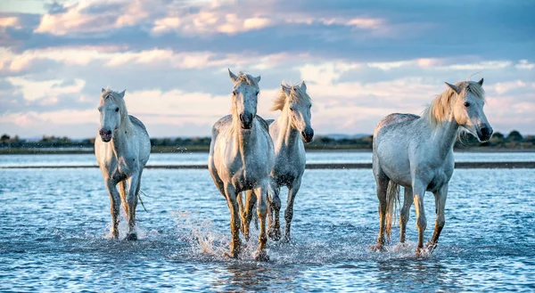 Branco Camargue Cavalos Galopando Água — Fotografia de Stock
