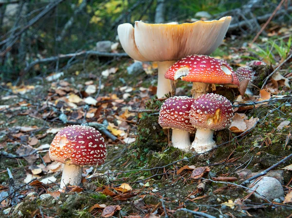 Fly Agarics Dans Forêt Automne — Photo