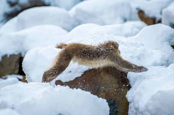 Macaco Japonés Salto Macaco Salta Través Una Fuente Termal Natural — Foto de Stock