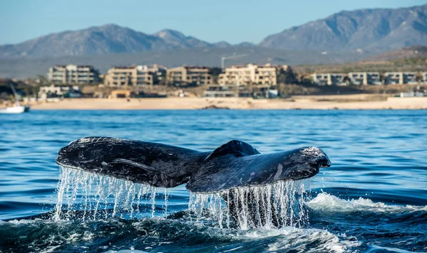 Πτερυγίου Της Ουράς Της Φάλαινας Humpback Ισχυρών Megaptera Novaeangliae — Φωτογραφία Αρχείου