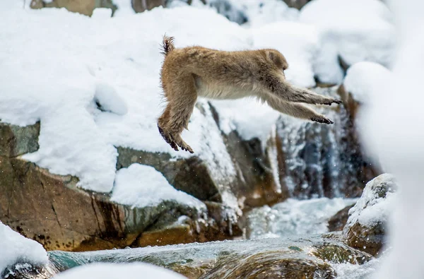 점프에서 원숭이 자연적인 이동합니다 시즌입니다 원숭이 과학적인 Macaca Fuscata 일컬어 — 스톡 사진