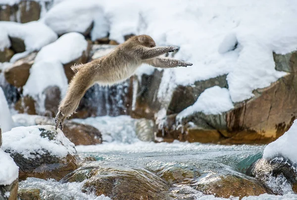 Japanese Macaque Jump Macaque Jumps Natural Hot Spring Winter Season — Stock Photo, Image