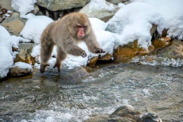 Japanese macaque in jump. Macaque jumps through a natural hot spring. Winter season. The Japanese macaque, Scientific name: Macaca fuscata, also known as the snow monkey.