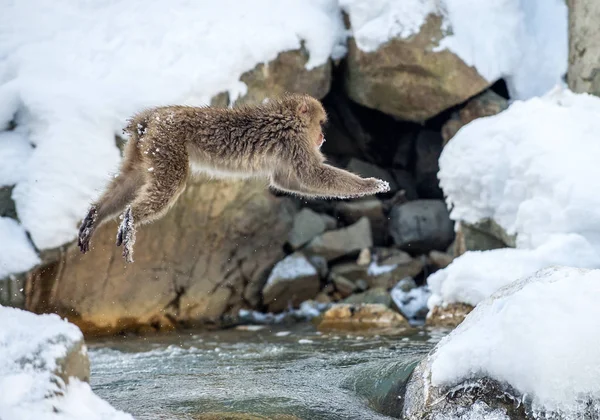 Japanese macaque in jump. Macaque jumps through a natural hot spring. Winter season. The Japanese macaque, Scientific name: Macaca fuscata, also known as the snow monkey.