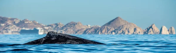 Velryba Zpět Hřbetní Ploutev Keporkak Tichém Oceánu — Stock fotografie