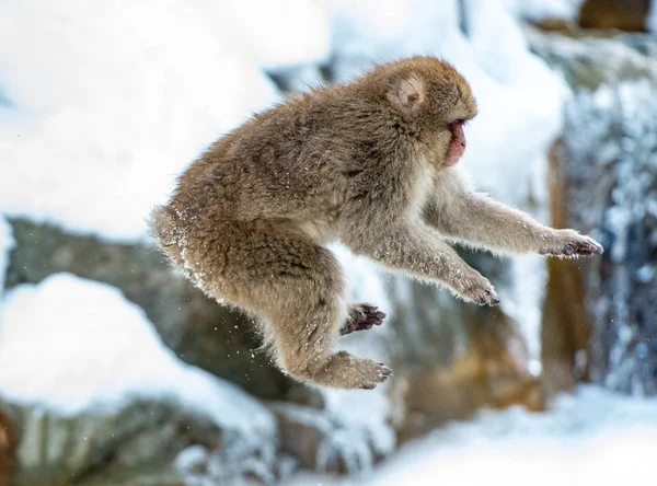 Japanese macaque in jump. Macaque jumps through a natural hot spring. Winter season. The Japanese macaque, Scientific name: Macaca fuscata, also known as the snow monkey.