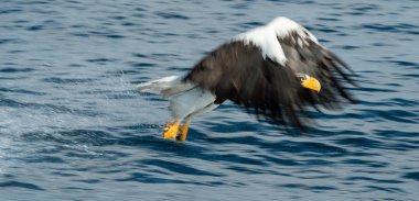 Yetişkin Steller'ın deniz kartal Balık tutma. Okyanus arka plan mavi su. Steller'ın deniz Kartal, bilimsel adı: Haliaeetus pelagicus.