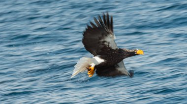 Yetişkin Steller'ın deniz kartal Balık tutma. Okyanus arka plan mavi su. Steller'ın deniz Kartal, bilimsel adı: Haliaeetus pelagicus.