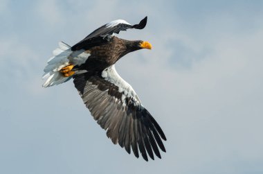 Gökyüzü üzerinde uçuş yetişkin Steller'ın deniz kartal. Bilimsel adı: Haliaeetus pelagicus.
