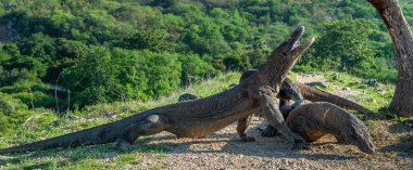 Komodo ejderleri. Komodo dragon baş kaldırdı ve bir ağzı açık. Dünyanın en büyük yaşam kertenkele. Bilimsel adı: Varanus komodoensis. Doğal yaşam alanı, ada Rinca. Endonezya.