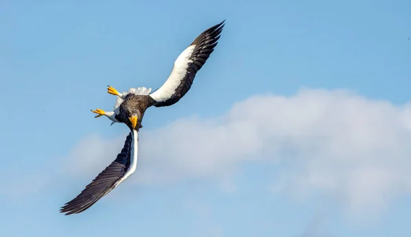 Águila Marina Adulta Steller Vuelo Sobre Cielo Nombre Científico Haliaeetus — Foto de Stock