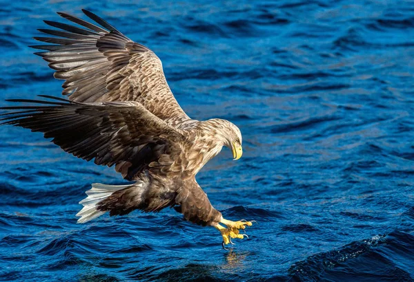 Dorosły Bielik Jest Połów Błękitne Wody Oceanu Tle Bielik Nazwa — Zdjęcie stockowe