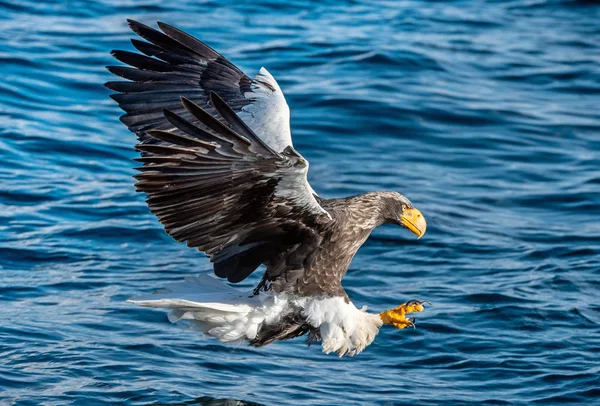成年史泰勒的海鹰正在捕鱼 蓝色水的海洋背景 Steller 的海鹰 科学名称 Haliaeetus Pelagicus — 图库照片