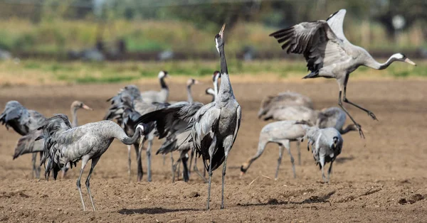 Tánc Daruk Szántóföldi Mezőben Közös Daru Tudományos Neve Grus Grus — Stock Fotó