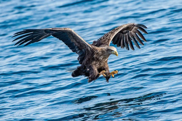 Ενηλίκων Steller Του Sea Eagle Είναι Αλιεία Γαλάζια Νερά Του — Φωτογραφία Αρχείου