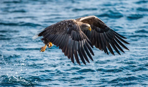 Ενηλίκων Steller Του Sea Eagle Είναι Αλιεία Γαλάζια Νερά Του — Φωτογραφία Αρχείου