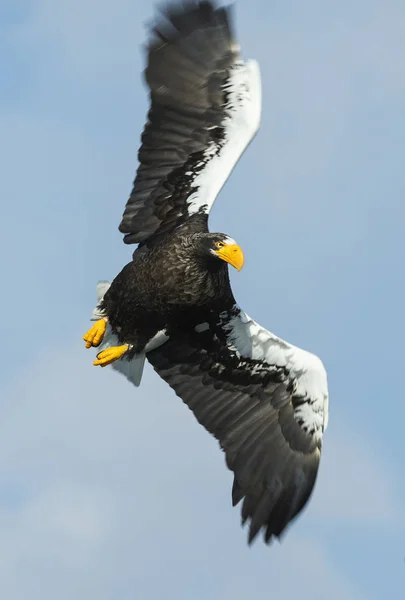 Взрослый Орёл Стеллера Летит Над Небом Научное Название Haliaeetus Pelagicus — стоковое фото