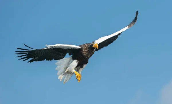 Águila Marina Adulta Steller Vuelo Sobre Cielo Nombre Científico Haliaeetus — Foto de Stock