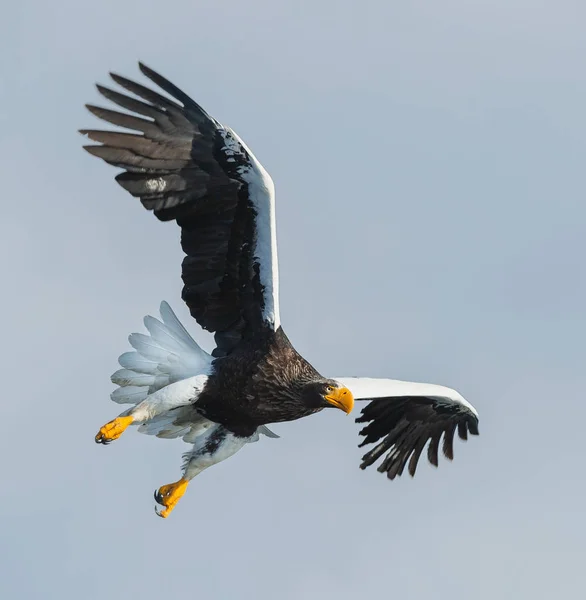 Взрослый Орёл Стеллера Летит Над Небом Научное Название Haliaeetus Pelagicus — стоковое фото